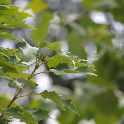 Acer rubrum Karpick